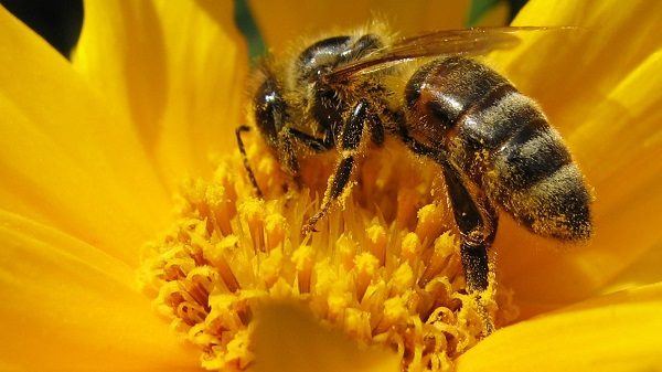 As abelhas têm sido declaradas a espécie mais importante do mundo